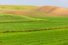 USA-Washington State-Palouse-Colfax Rolling green hills of wheat Art Print